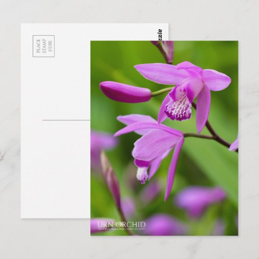Urn Orchid [Briefkaart] Briefkaart (Voorkant / Achterkant)