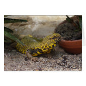 Uromastyx geyri (Voorkant Horizontaal)