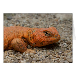 Uromastyx geyri