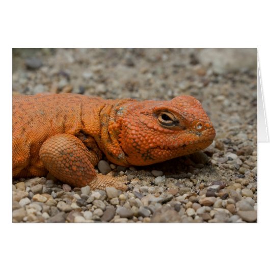 Uromastyx geyri (Voorkant Horizontaal)