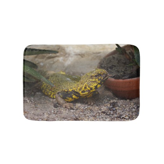 Uromastyx geyri badmat (Voorkant)