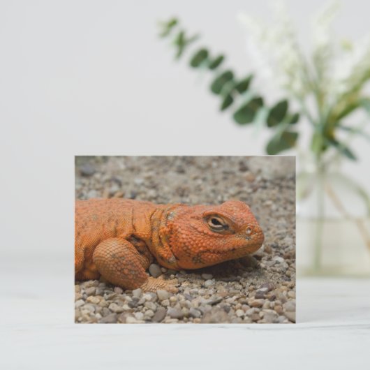 Uromastyx geyri briefkaart (Staand voorkant)
