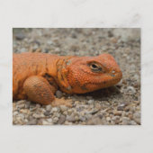 Uromastyx geyri briefkaart (Voorkant)