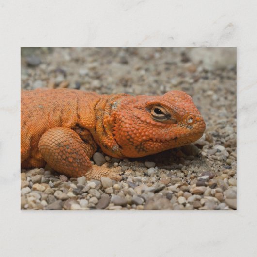 Uromastyx geyri briefkaart (Voorkant)