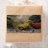 Uromastyx geyri etiket (Insitu)