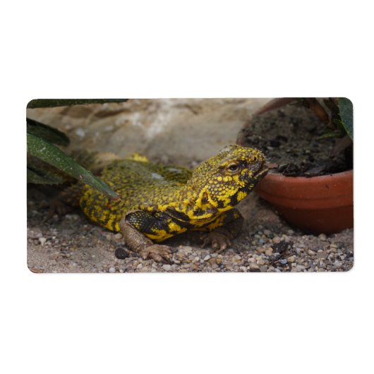 Uromastyx geyri etiket (Voorkant)