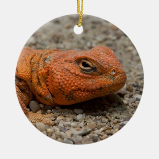 Uromastyx geyri keramisch ornament (Voorkant)