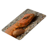 Uromastyx geyri magneet (Linkerzijde)