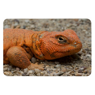 Uromastyx geyri magneet