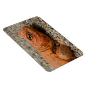 Uromastyx geyri magneet (Rechterzijde)