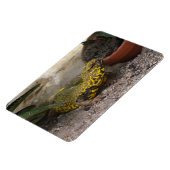 Uromastyx geyri magneet (Linkerzijde)