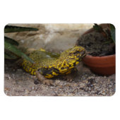 Uromastyx geyri magneet (Horizontaal)