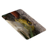 Uromastyx geyri magneet (Rechterzijde)