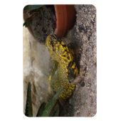 Uromastyx geyri magneet (Verticaal)