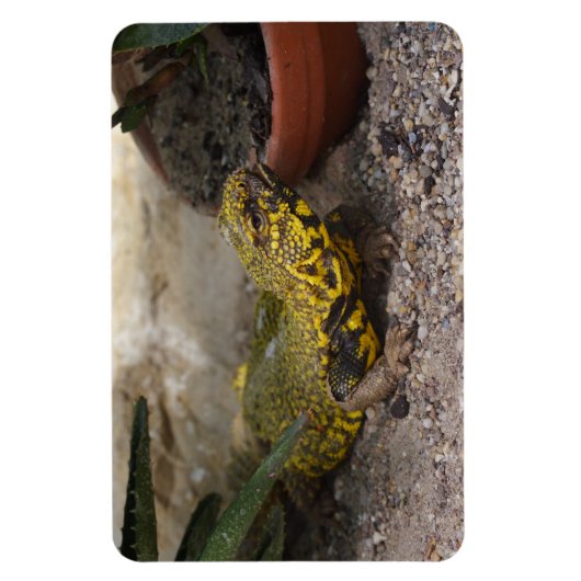 Uromastyx geyri magneet (Verticaal)