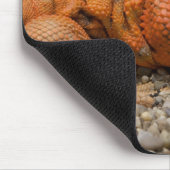 Uromastyx geyri muismat (Hoek)