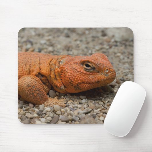 Uromastyx geyri muismat (Met muis)