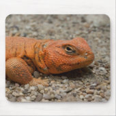 Uromastyx geyri muismat (Voorkant)