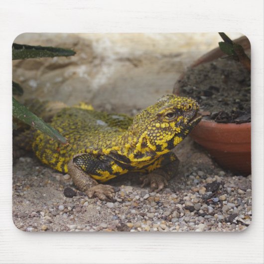Uromastyx geyri muismat (Voorkant)
