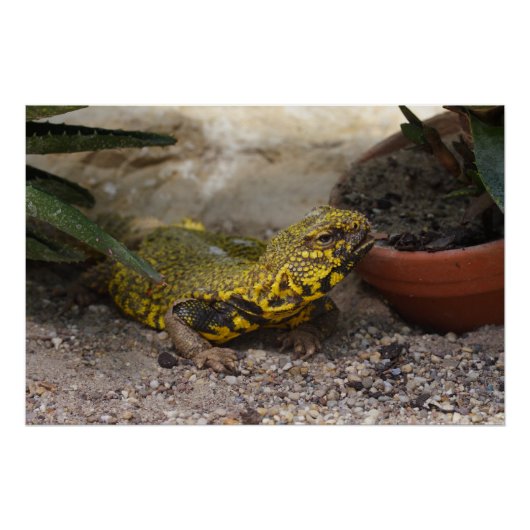 Uromastyx geyri perfect poster (Voorkant)