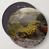 Uromastyx geyri ronde button 6,0 cm (Voorkant /achterkant)