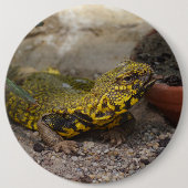 Uromastyx geyri ronde button 6,0 cm (Voorkant)