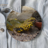 Uromastyx geyri ronde button 6,0 cm (In situ)