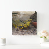 Uromastyx geyri vierkante klok (Huis)