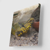 Uromastyx geyri vierkante klok (Hoek)