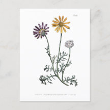 Ursinia anthemoides zonnebrand botanisch