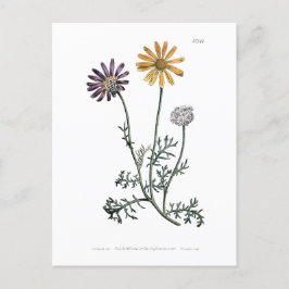 Ursinia anthemoides zonnebrand botanisch Briefkaart