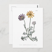  Ursinia anthemoides zonnebrand botanisch Briefkaart (Voorkant / Achterkant)