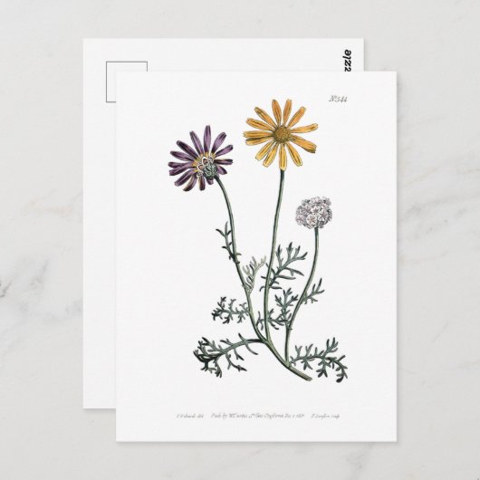  Ursinia anthemoides zonnebrand botanisch Briefkaart (Voorkant / Achterkant)