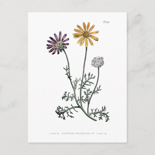  Ursinia anthemoides zonnebrand botanisch Briefkaart (Voorkant)