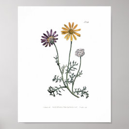 Ursinia anthemoides zonnebrand botanisch Poster