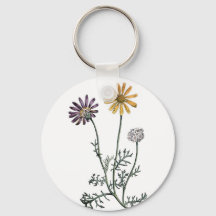 Ursinia anthemoides zonnebrand botanisch