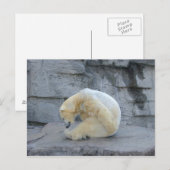 Ursus maritimus briefkaart (Voorkant / Achterkant)
