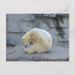 Ursus maritimus briefkaart