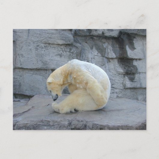 Ursus maritimus briefkaart (Voorkant)