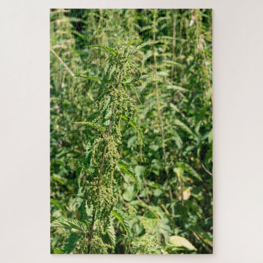 Urtica dioica, legpuzzel (Verticaal)
