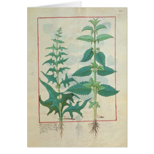 Urticaceae (Voorkant)