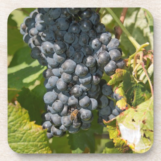 Uruguay, Montevideo, Colon Area. Bodegas Onderzetter (Voorkant)