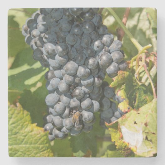 Uruguay, Montevideo, Colon Area. Bodegas Stenen Onderzetter (Voorkant)