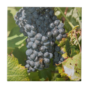 Uruguay, Montevideo, Colon Area. Bodegas Tegeltje