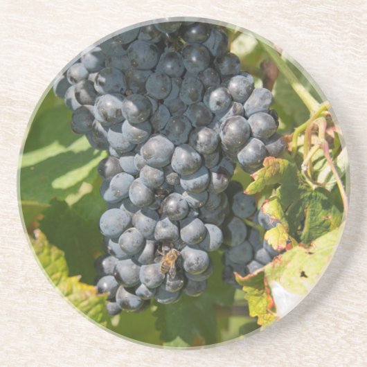 Uruguay, Montevideo, Colon Area. Bodegas Zandsteen Onderzetter (Voorkant)