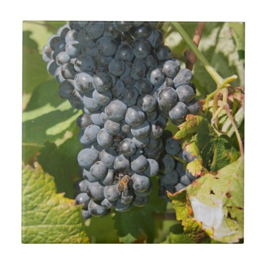 Uruguay, Montevideo, Colon gebied. Bodegas Tegeltje (Voorkant)