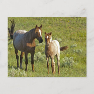 US35 CHA0209.jpg Briefkaart