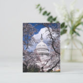 US Capitol met kersenbloesems, Washington DC Briefkaart (Staand voorkant)