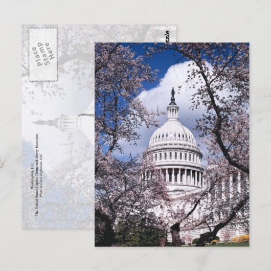 US Capitol met kersenbloesems, Washington DC Briefkaart (Voorkant / Achterkant)