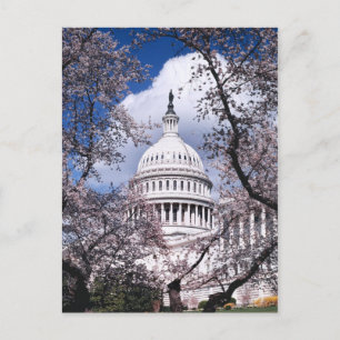 US Capitol met kersenbloesems, Washington DC Briefkaart